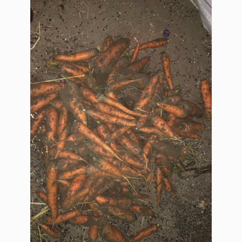Фото 5. Продажа моркови 1, 2, 3 сорта Абако и Канада