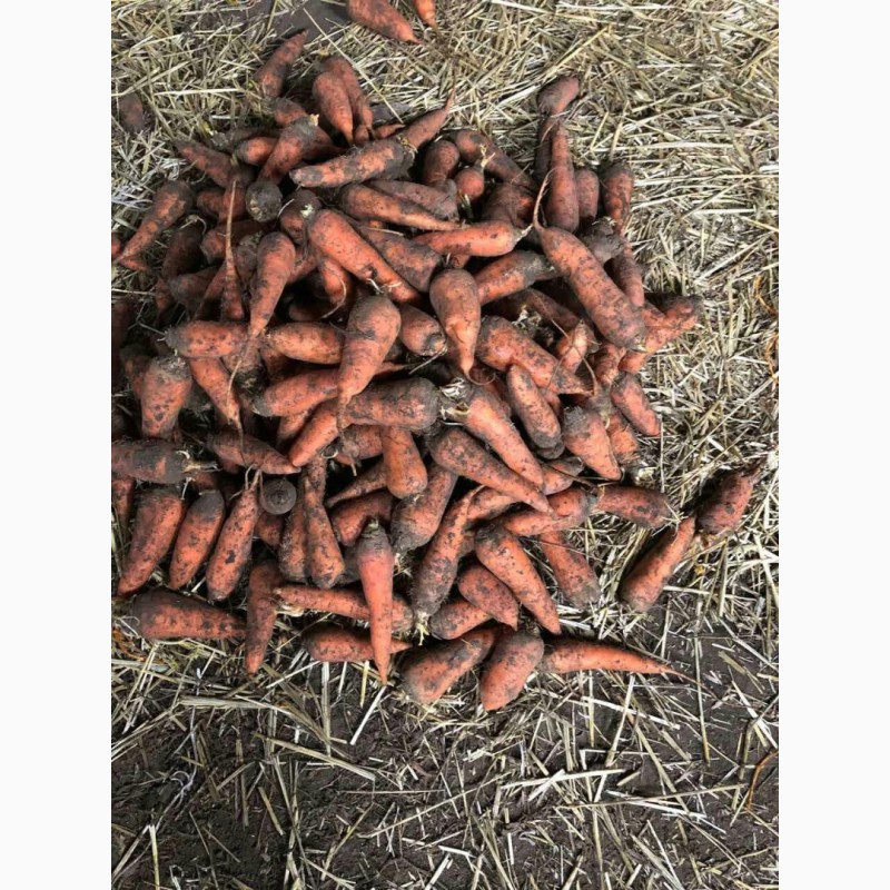 Фото 6. Продажа моркови 1, 2, 3 сорта Абако и Канада