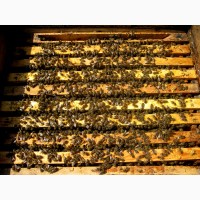 Продам пчелиные семьи украинской степной породы 2019 Харьковская обл. Покотиловка Владимир