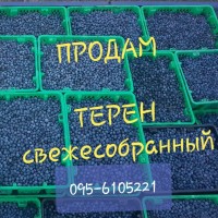 Продам терн ( терен ) крупным оптом! Урожай 2024г