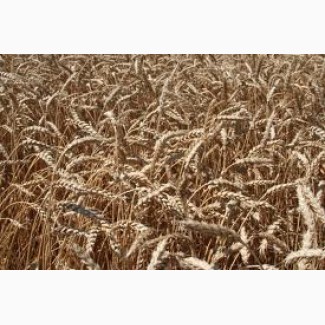 Пропоную високоякісне насіння озимої пшениці Богдана