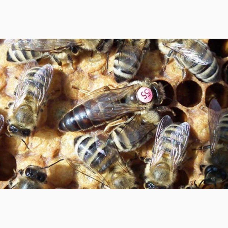 Фото 3. Плідні бджоломатки Карніка Пешец, Пернер, Тройзек (Німеччина, Австрія)