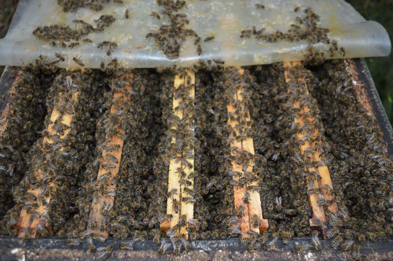 Фото 4. Плідні бджоломатки Карніка Пешец, Пернер, Тройзек (Німеччина, Австрія)