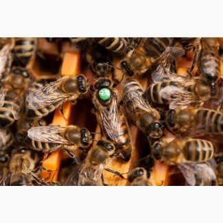 Плідні бджоломатки Карніка Пешец, Пернер, Тройзек (Німеччина, Австрія)