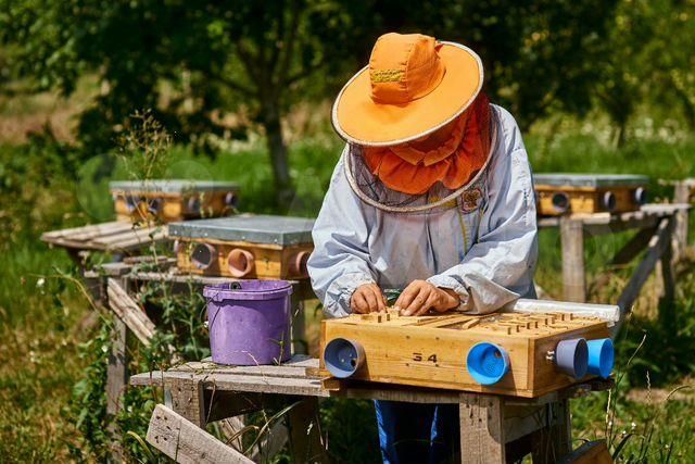 Фото 6. Плідні бджоломатки Карніка Пешец, Пернер, Тройзек (Німеччина, Австрія)