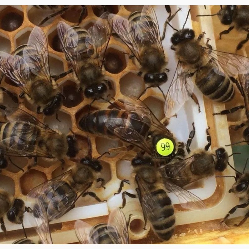 Фото 7. Плідні бджоломатки Карніка Пешец, Пернер, Тройзек (Німеччина, Австрія)
