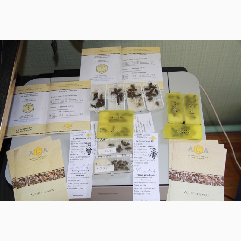 Фото 8. Плідні бджоломатки Карніка Пешец, Пернер, Тройзек (Німеччина, Австрія)
