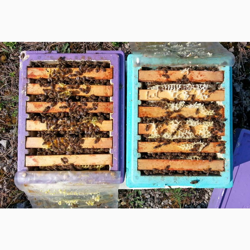 Фото 9. Плідні бджоломатки Карніка Пешец, Пернер, Тройзек (Німеччина, Австрія)