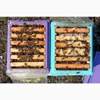 Плідні бджоломатки Карніка Пешец, Пернер, Тройзек (Німеччина, Австрія)