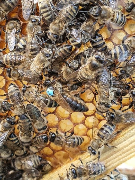 Фото 10. Плідні бджоломатки Карніка Пешец, Пернер, Тройзек (Німеччина, Австрія)