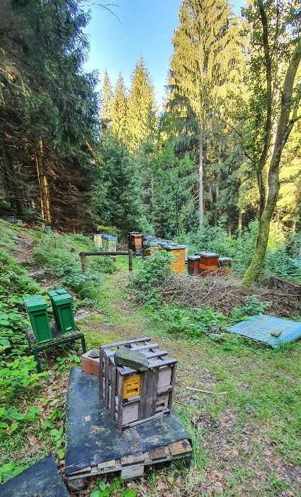 Фото 11. Плідні бджоломатки Карніка Пешец, Пернер, Тройзек (Німеччина, Австрія)
