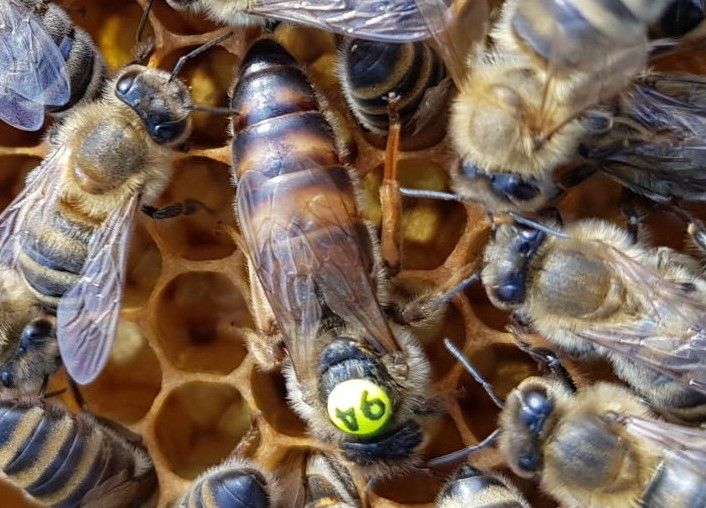 Фото 12. Плідні бджоломатки Карніка Пешец, Пернер, Тройзек (Німеччина, Австрія)