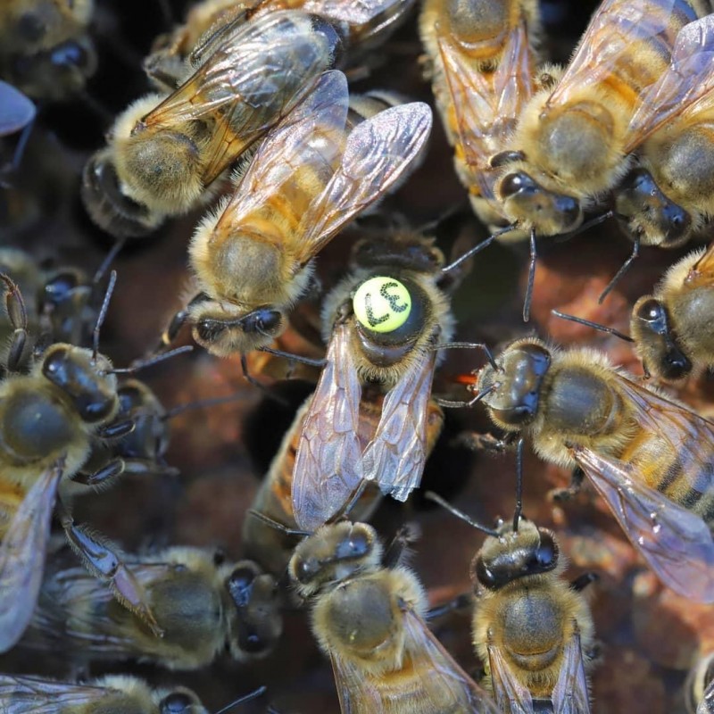 Фото 13. Плідні бджоломатки Карніка Пешец, Пернер, Тройзек (Німеччина, Австрія)