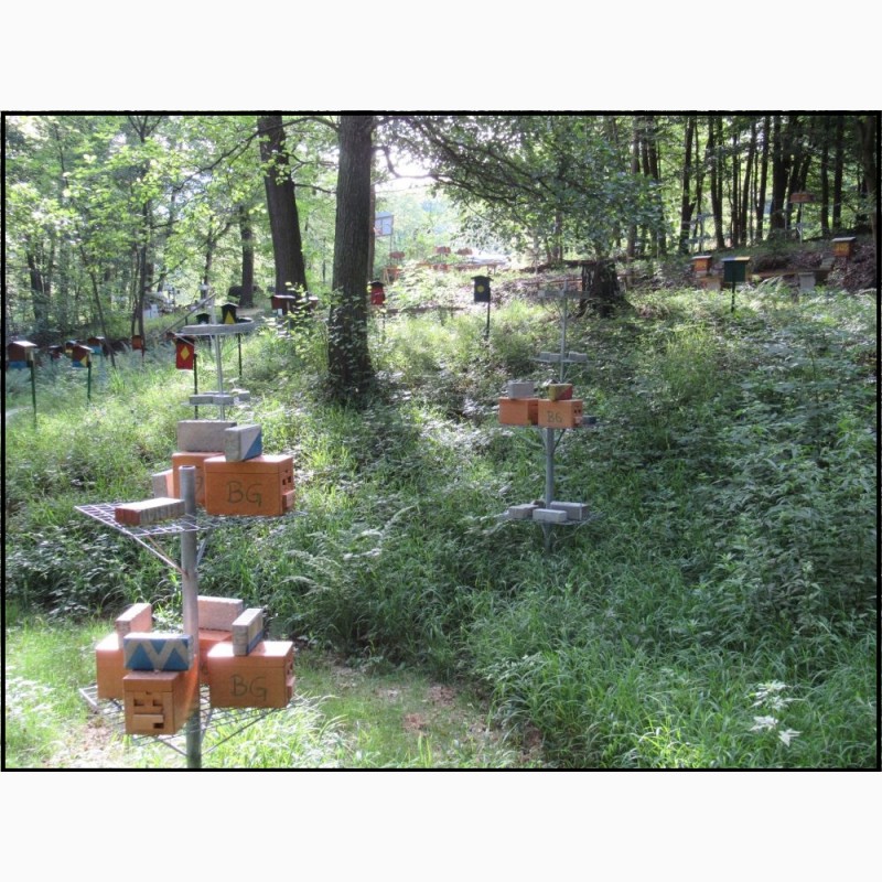 Фото 14. Плідні бджоломатки Карніка Пешец, Пернер, Тройзек (Німеччина, Австрія)