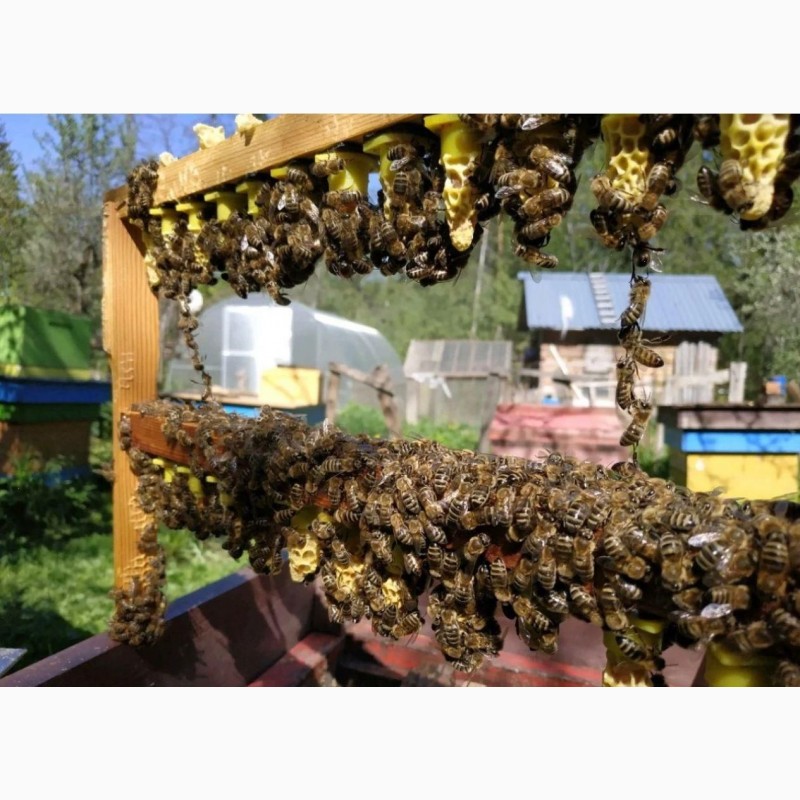 Фото 15. Плідні бджоломатки Карніка Пешец, Пернер, Тройзек (Німеччина, Австрія)