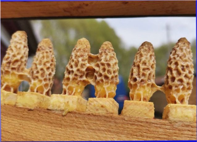 Фото 17. Плідні бджоломатки Карніка Пешец, Пернер, Тройзек (Німеччина, Австрія)