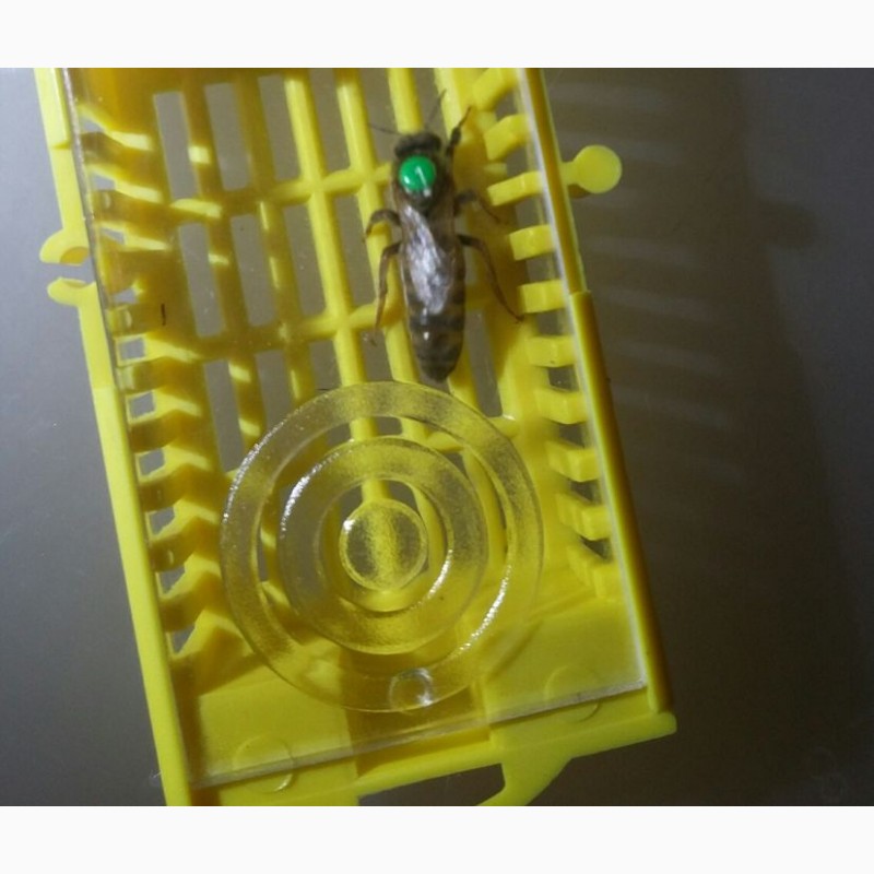 Фото 18. Плідні бджоломатки Карніка Пешец, Пернер, Тройзек (Німеччина, Австрія)