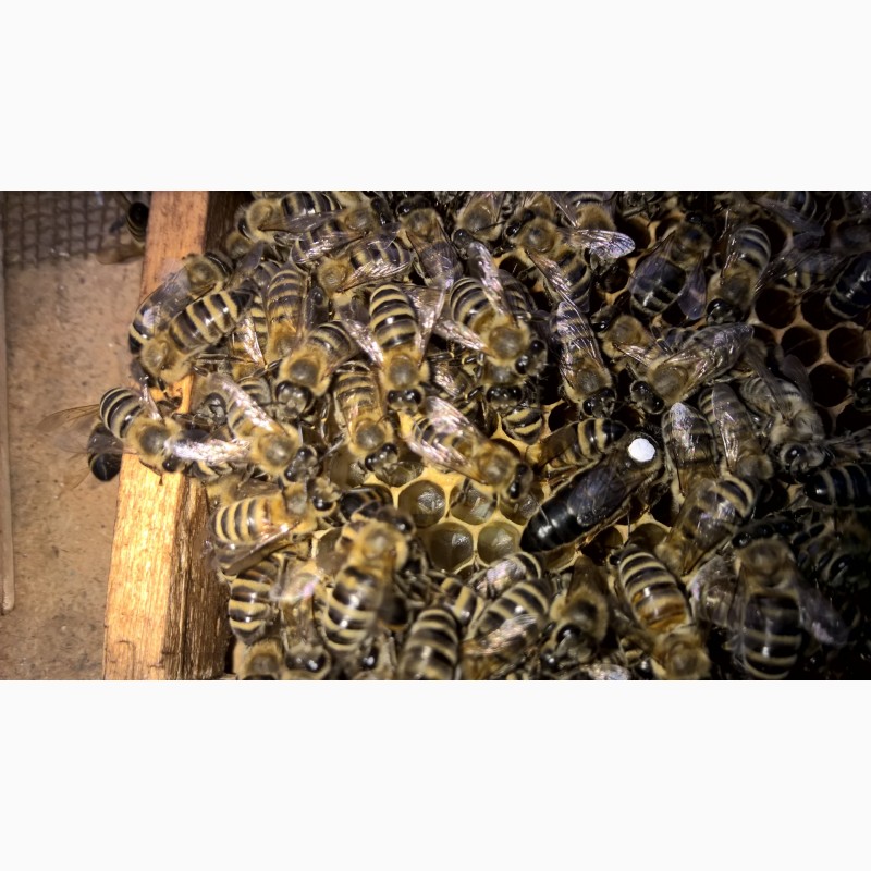 Фото 2. Плідні бджоломатки Карніка Пешец, Пернер, Тройзек (Німеччина, Австрія)