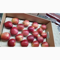 Куплю яблоки Роял Гала на экспорт