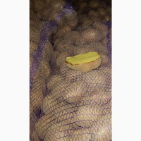 Продам картошку беллароза гранада королева Анна Словянка рьевера