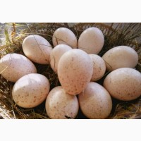 Інкубаційні яйця індичок БІГ-6. Відправка по Україні