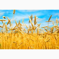Закупаем пшеницу (2-4 класс) ОПТ, ДСТУ