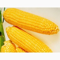 Закупаем кукурузу в Украине