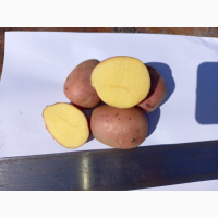 Картопля насінева імпорт