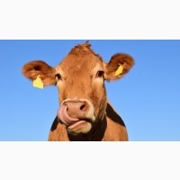 Закуповуємо корови, бики, телиці на м*ясо.по високим цінам