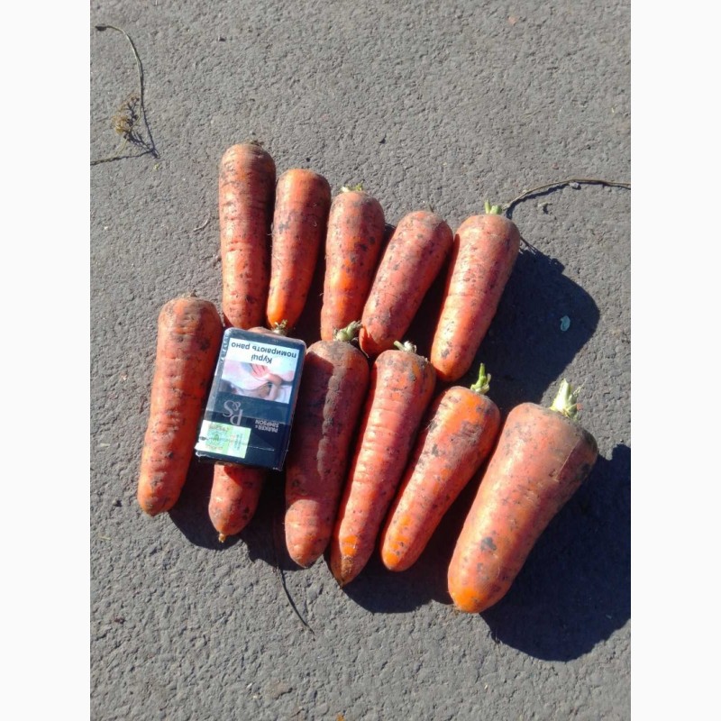Фото 4. Продаём морковь Абако