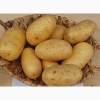 Продам посадкову картоплю оптом сорту королева Анна