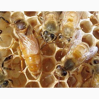 Бджоломатки Кордован (Італійки) на сезон 2024