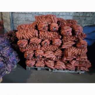Продаємо моркву крупним оптом від 10 тон