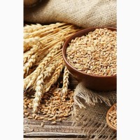 Крупозавод шукає постачальників зерна пшениці на постійній основі