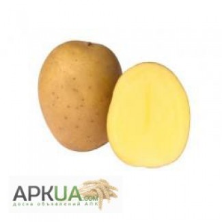 Продам насінневу сортову картоплю по Україні (Роздріб)