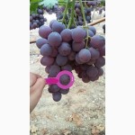 Продаем виноград