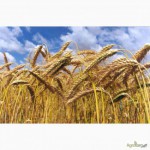 ДП Сантрейд закупает пшеницу 2кл г.Николаев