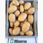 Насіннєва картопля. Провідні компанії Європи - SOLANA та DEN HARTIGH