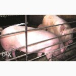 Продам свини живым весом