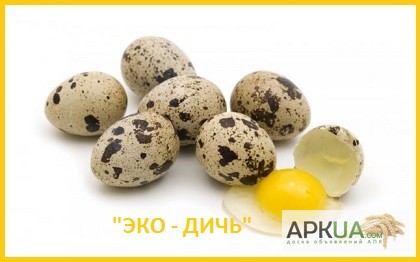 Свежие эко яйца перепелов, домашние