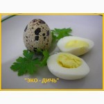Свежие эко яйца перепелов, домашние