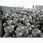 Продам грибы шампиньон оптом