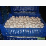 Продам грибы шампиньон оптом