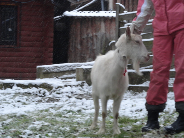 Фото 11. Продаються молоді кози та ярочка