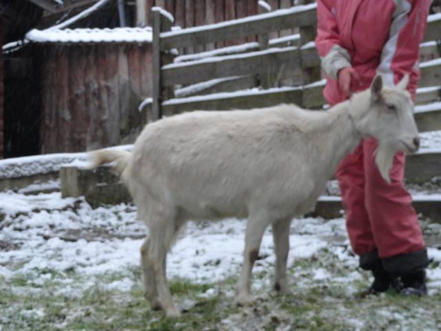 Фото 12. Продаються молоді кози та ярочка