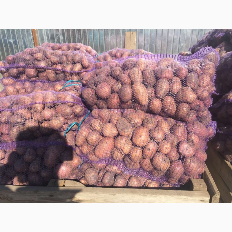Фото 3. Продам картошку напрямую от производителя от 10 тонн - узнай и сэкономь