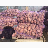 Продам картошку напрямую от производителя от 10 тонн - узнай и сэкономь