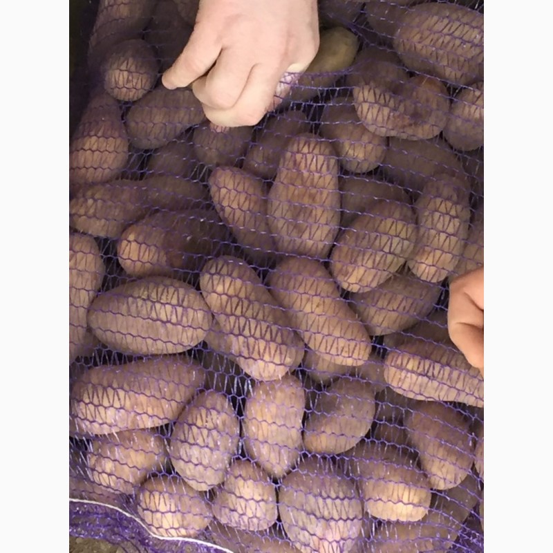 Фото 5. Продам картошку напрямую от производителя от 10 тонн - узнай и сэкономь