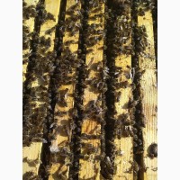Продам пчелосемьи украинской степной