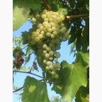 Продам винный белый виноград Шардоне, Савинен. Одесса